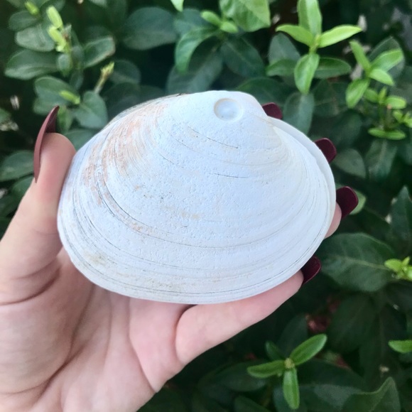 Full, Intact Clam Shell 🐚 - Picture 5 of 6